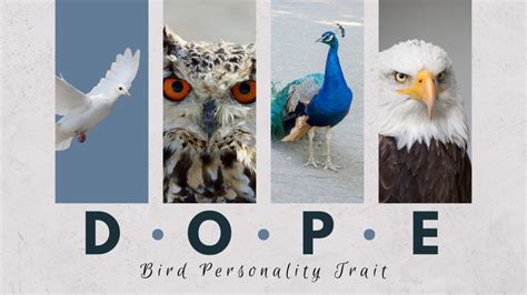 DOPE Bird 4 Personality Test: All you need to know.